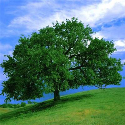 伊朗石油收入激增 能源政策研究员称“美国实际上在求着伊朗卖油”总书记再次强调雄安的“初心”